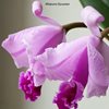 C.trianae 'Elegans' x C.trianae 'Halloween'..